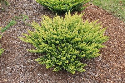 Lime Glow Creeping Juniper